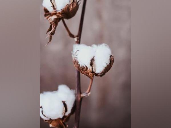 US poised to gain most from India's raw cotton import duty waiver: GTRI